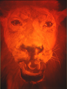 Lionshead